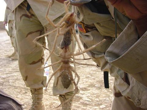 Camel Spiders in Iraq