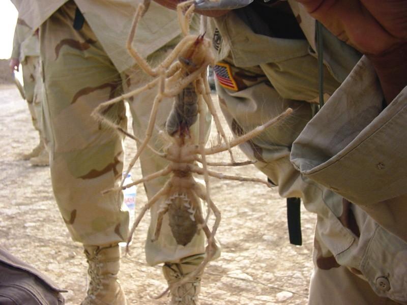 [Image: iraqi-spider.jpg]